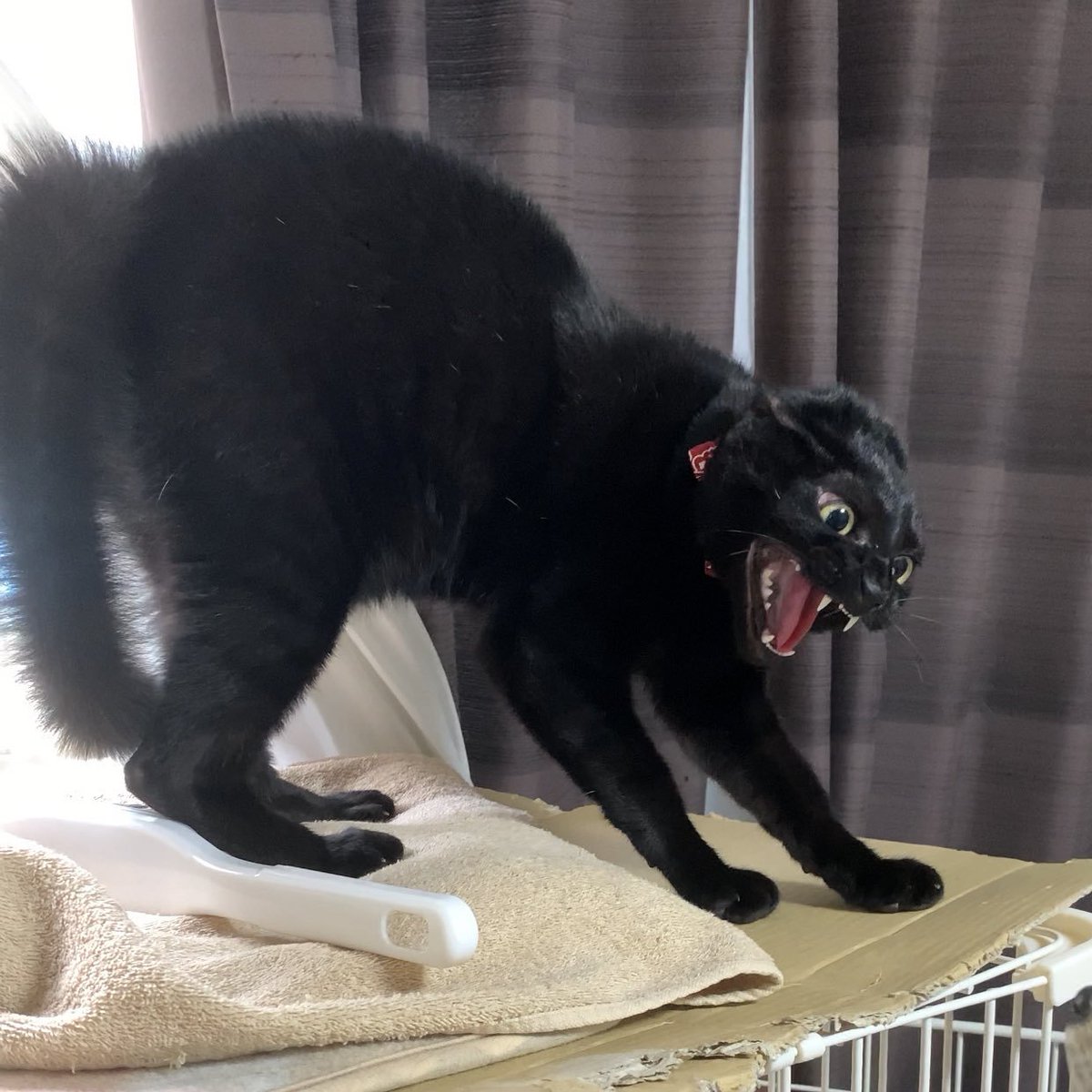 あおいまなぶ@せんアカ_カ3132 tweet media