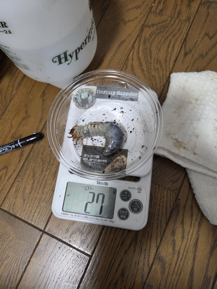 絶煩 ガルザス tweet media