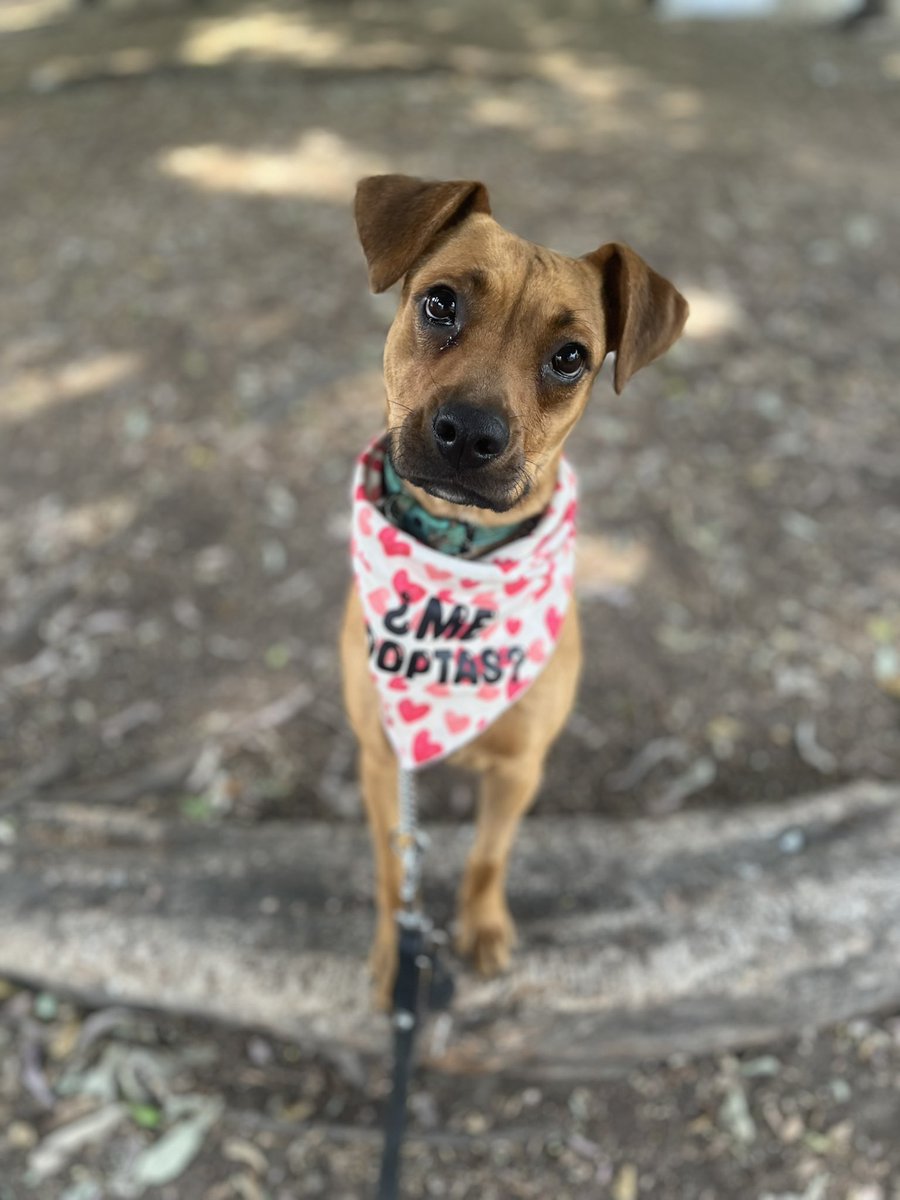 𝙷𝚎𝚕𝚊 𝙼𝚘𝚛𝚎 🐶 tweet media