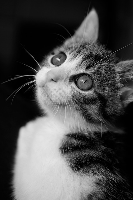 Jason Genesis tweet media