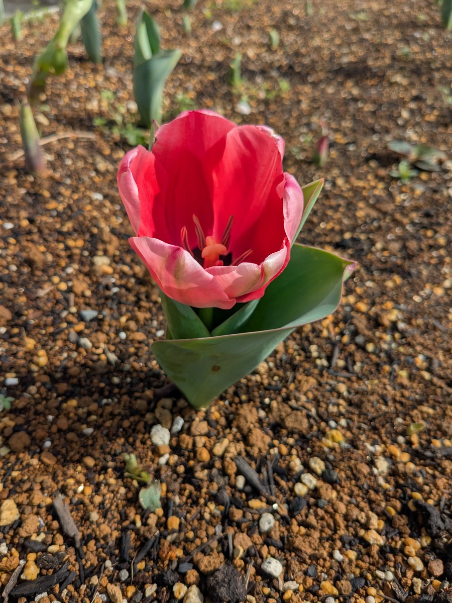 mjshakyo's tweet photo. おはようございます♪
花壇のチューリップが今朝咲いていました！
4月1日、今日から新年度になります！三宅島社協も体制が整いこれから職員一同このチューリップのように雨にも負けず風にも負けず真っ直ぐ成長していきたいです！
#三宅社協
#咲いたよ
#新局長&amp;主任 https://t.co/STLojQEqZo