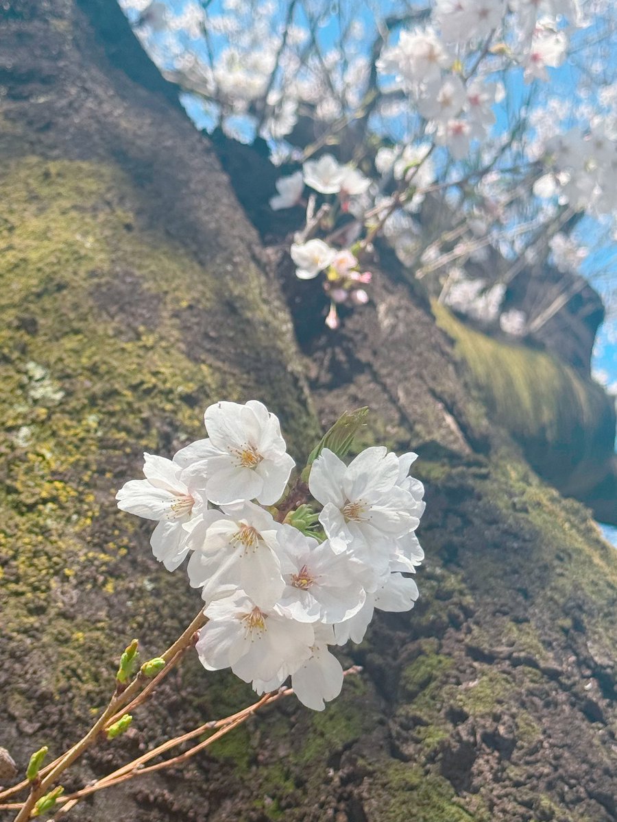 東京13年目はじまりました🌸
こんなに東京で生きていけるとは13年前は家族も私も思いもしてなかったです🌱

新年度もよろしくお願いします☺️🤍