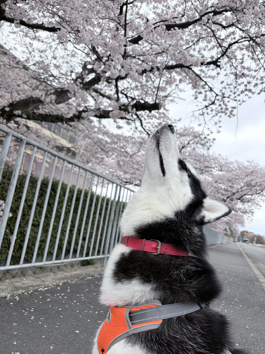 MKタクシー🚕 tweet media