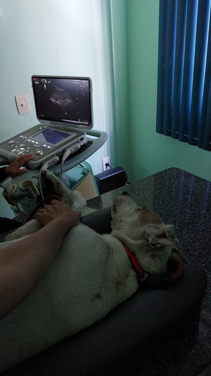 Amigos do Sonso tweet media