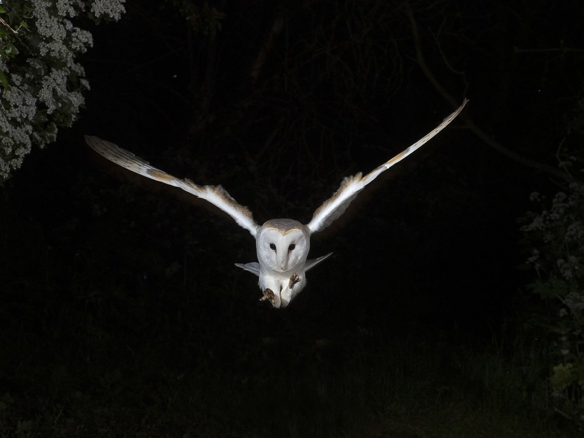 fleur_de_LA's tweet photo. #ImOfficiallyCancelling you.🦉💢

#BoondockTags #HashtagGame

📷 Norfolk Photo Safaris https://t.co/PymyxwiQVb