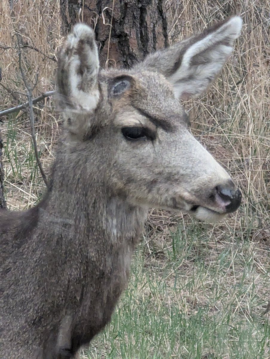Forest Mommy🌲🗡💪🏹🌲🌲 tweet media