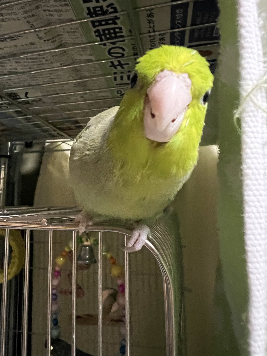 花梨＊BIRD tweet media