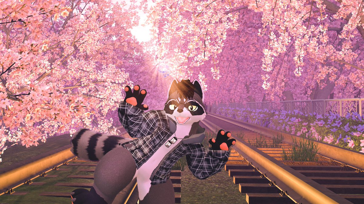 くろ・ざ・らくーん 🦝📸 tweet media