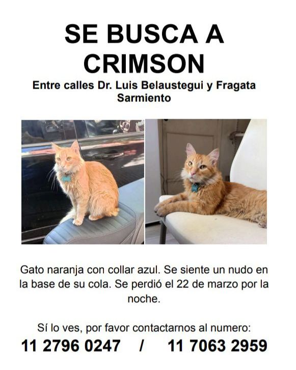 #Perdiamigato 📢📢📢
RT RT RT
GATITO PERDIDO EN CABALLITO!

CONTACTO EN LA FOTO

#gatitosperdidos