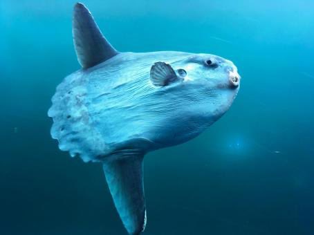 齋藤有紗(ラフ×ラフ) tweet media