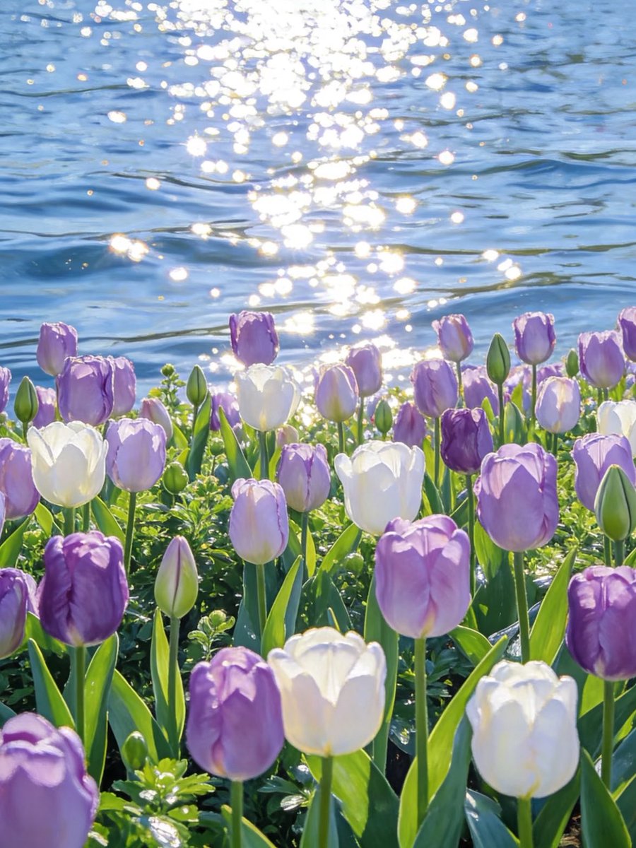 飞仙毒蛙 💯 tweet media