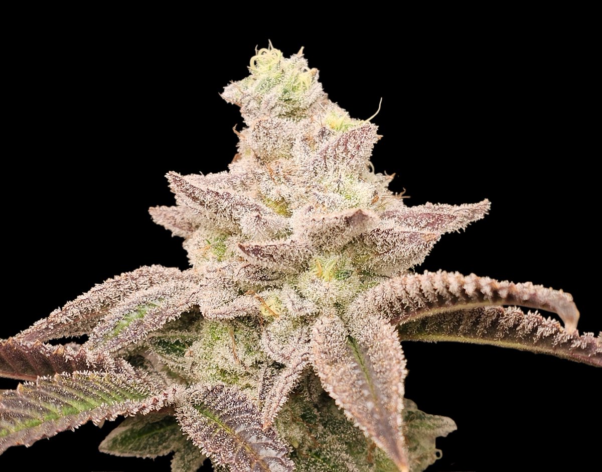 PsillyRabbit Genetics tweet media