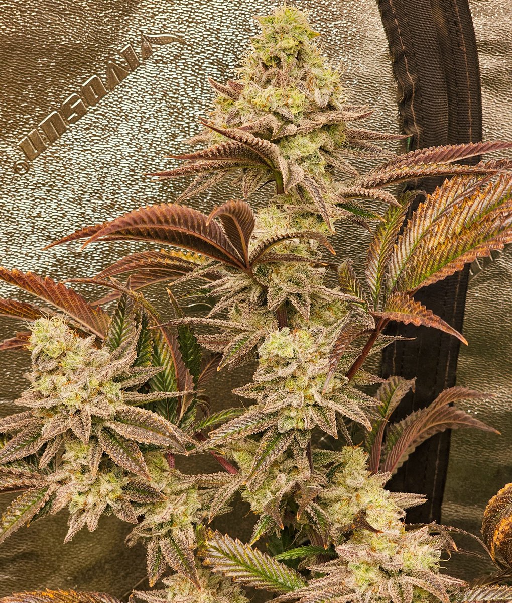 PsillyRabbit Genetics tweet media