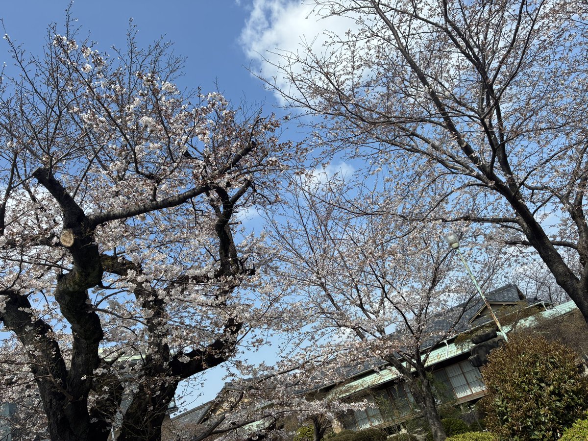 Mamari2304's tweet photo. 新年度のスタート🌸新天地でのリスタート🌸 https://t.co/6RTfnbTOiW