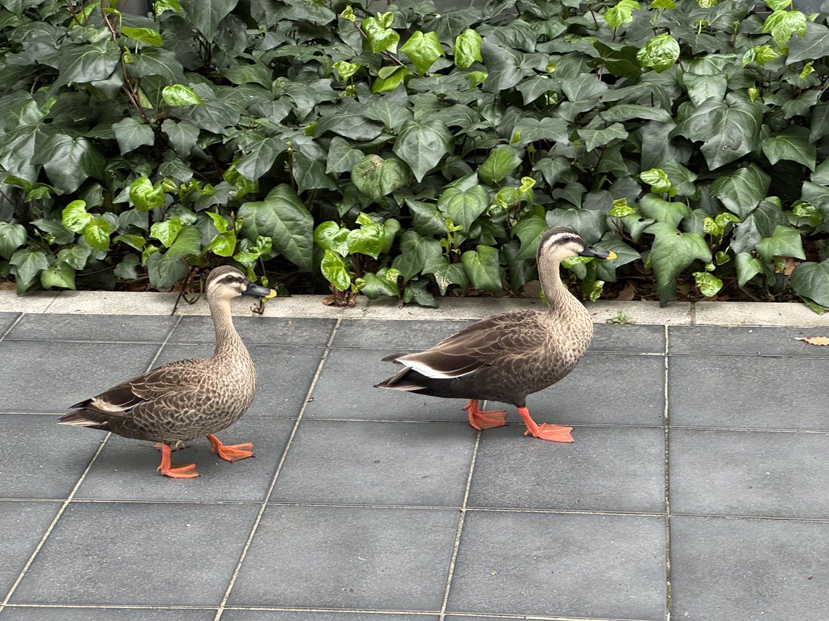 非公式です　FUJIなごや科学館・天文情報 tweet media