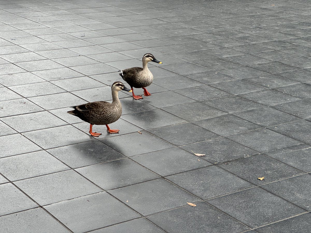 非公式です　FUJIなごや科学館・天文情報 tweet media