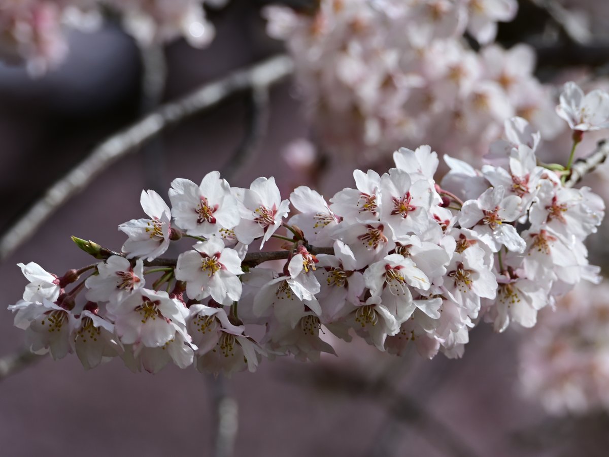 珈琲香坊　店主＠矢祭町 tweet media