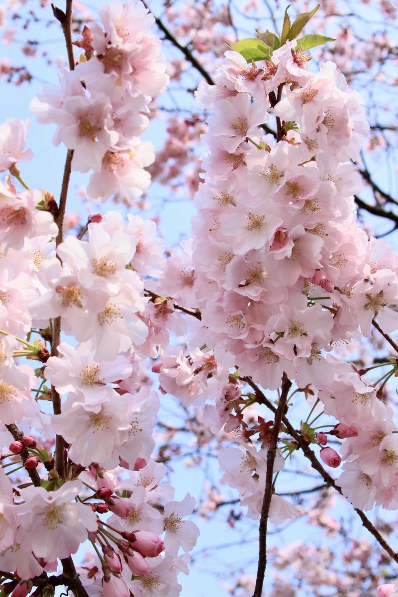 misakinkmr's tweet photo. 新社会人の皆さんおめでとうございます🌸

新卒の自分にを言葉をかけるなら「優等生ぶるな」。早く挑戦して早く失敗した人が、早く成長を得る。多くの人が見守り、支え、応援してくれる新卒特権を活かせと。

私は今年度また発信頑張ります。
温かく見守り、支え、応援して欲しい、社会人11年目です😇 https://t.co/9tCmhgYPL1
