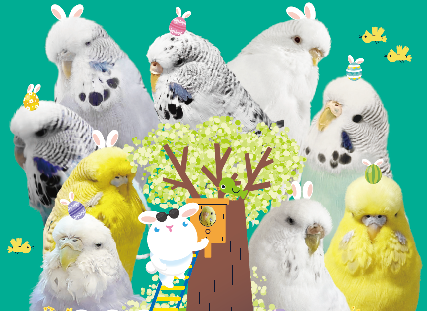 とりはこ@ようこ tweet media