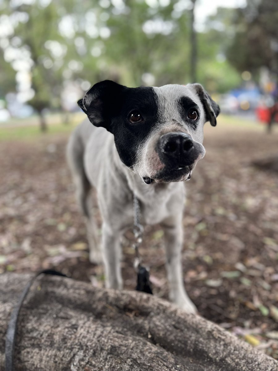 𝙷𝚎𝚕𝚊 𝙼𝚘𝚛𝚎 🐶 tweet media