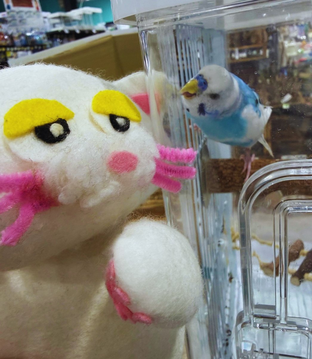 PETBOX オムとファムのふたりごと tweet media