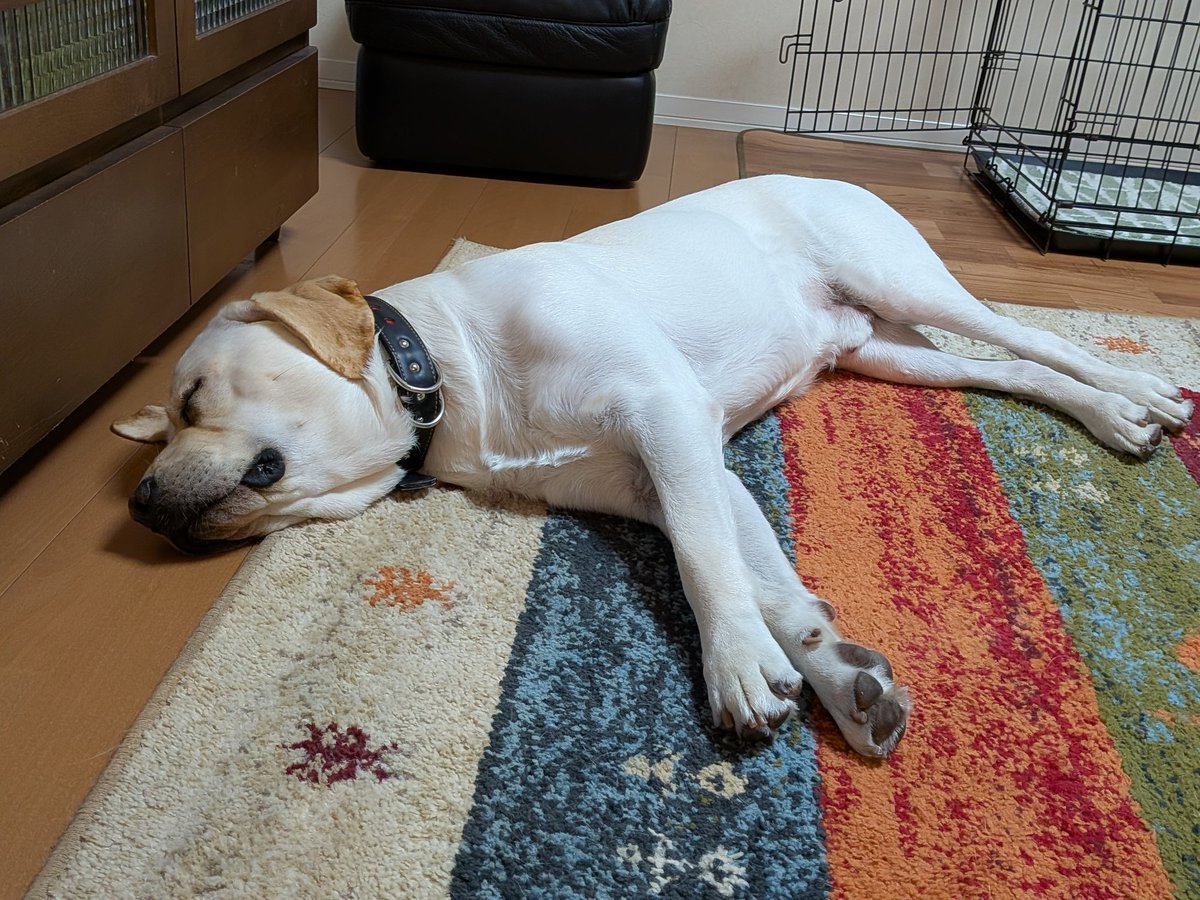 いとだ🐕🦖🐇 tweet media