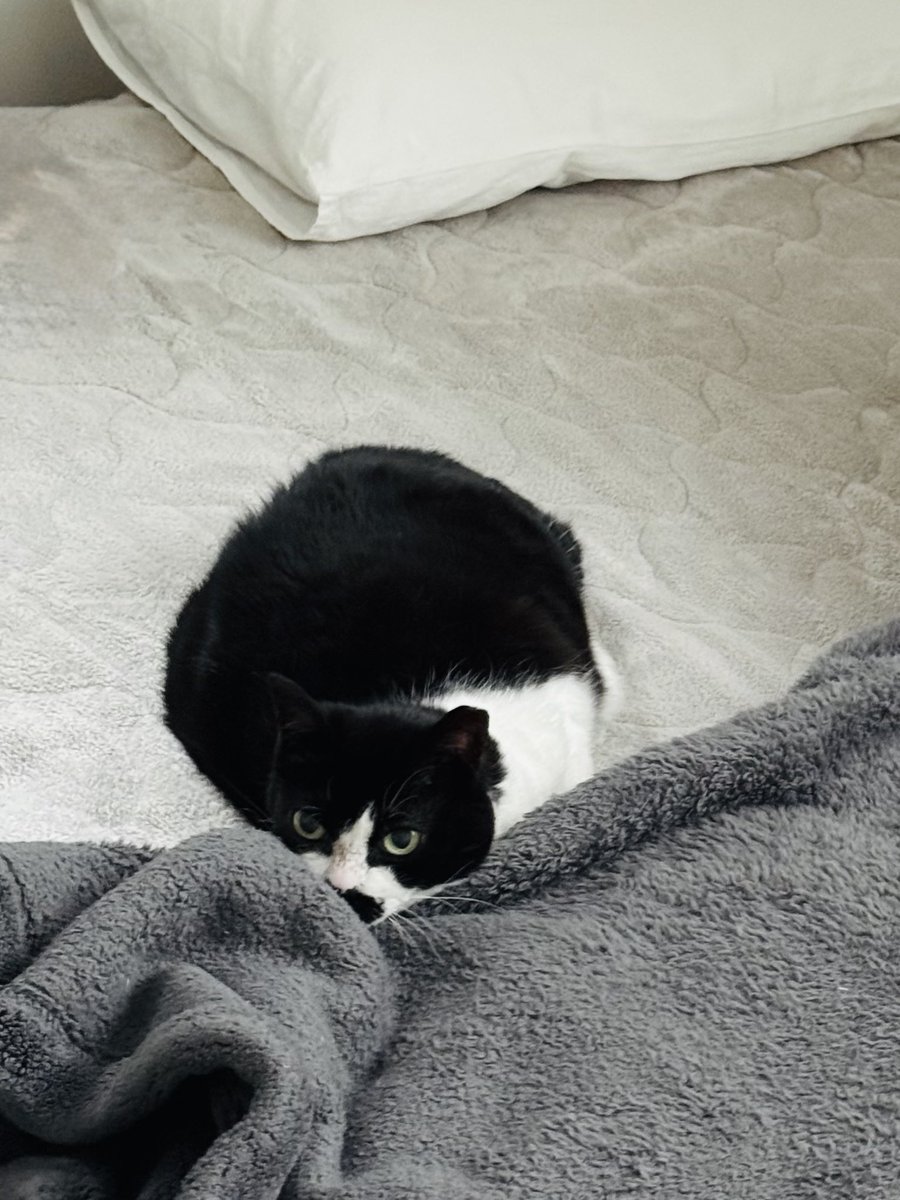 水夜子 tweet media