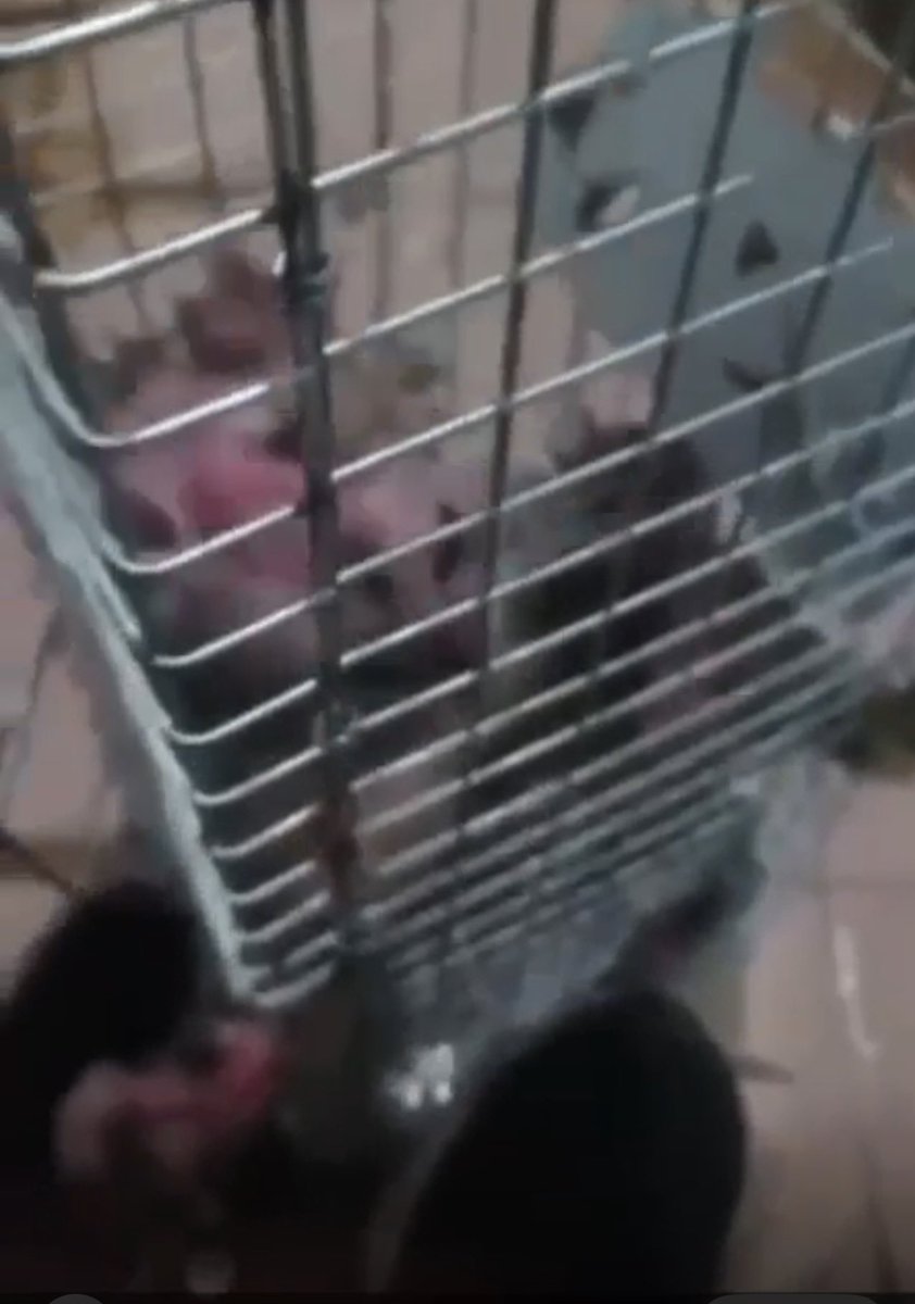 Engmanalrescuer tweet media