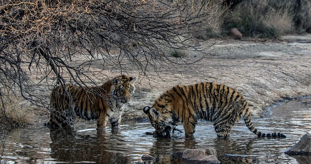 Jason Mantooth tweet media