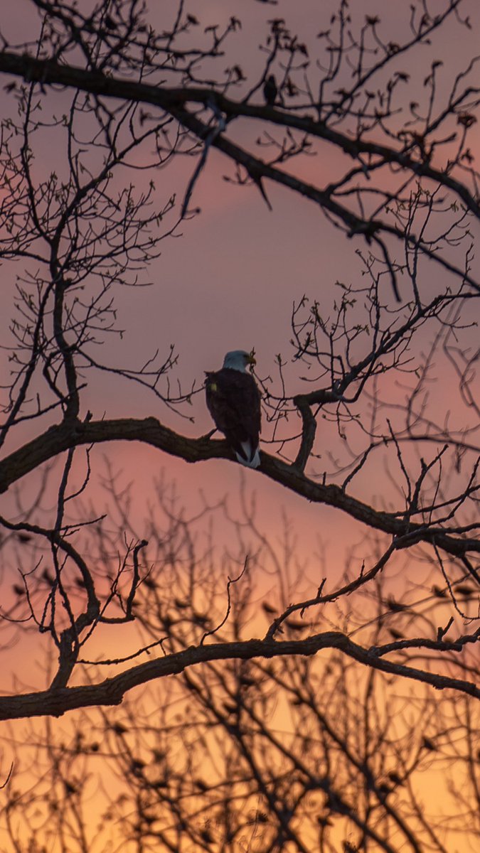 John P. Wise tweet media