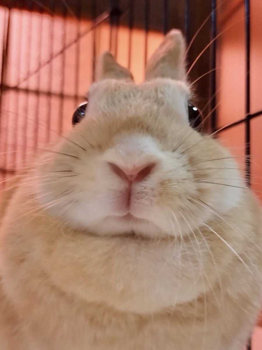 モチモチうさぎのムギ🐰ミニレッキス tweet media