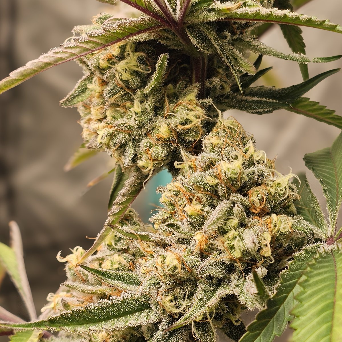 PsillyRabbit Genetics tweet media