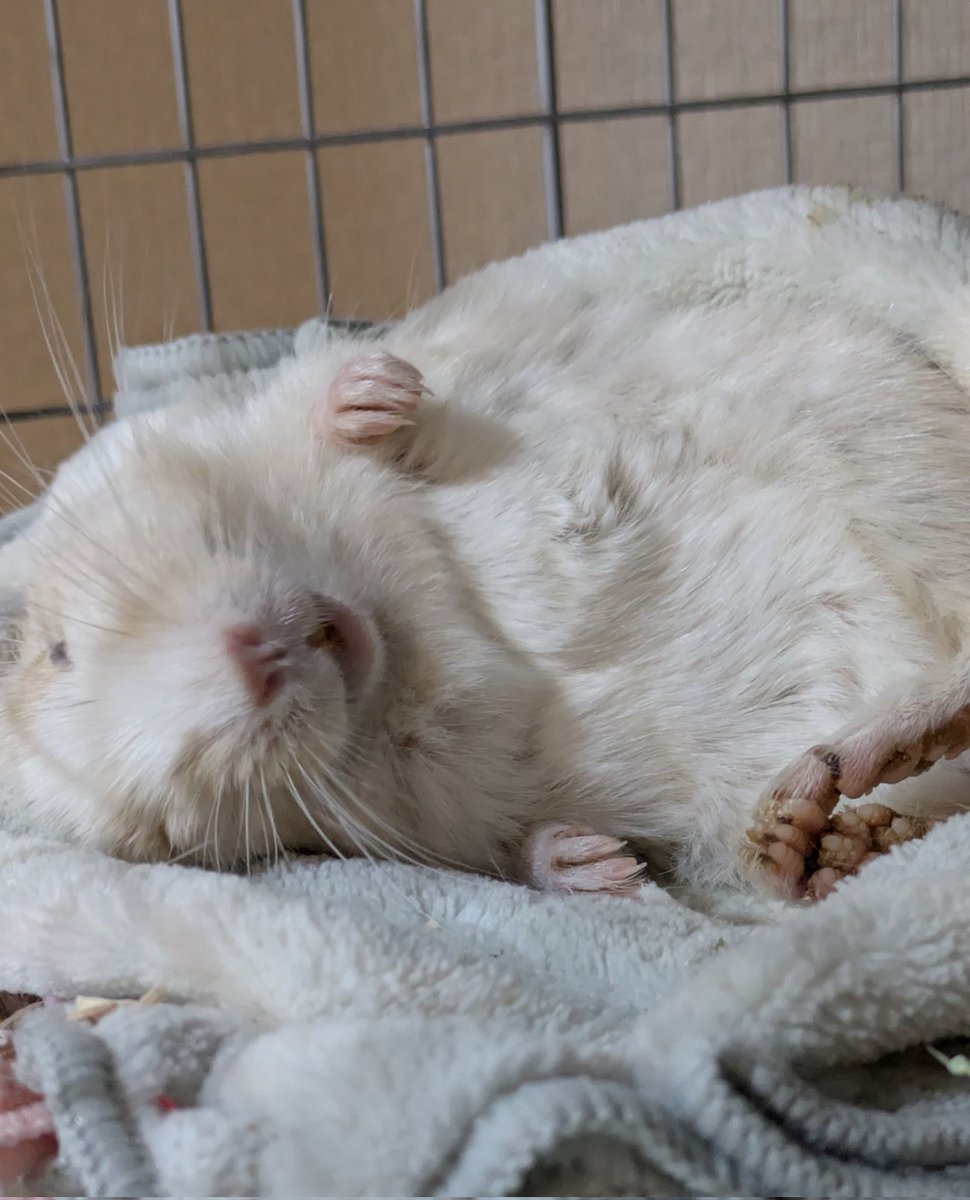 デグーのみーちゃん(ﾋﾟﾁｭﾁｭ) tweet media