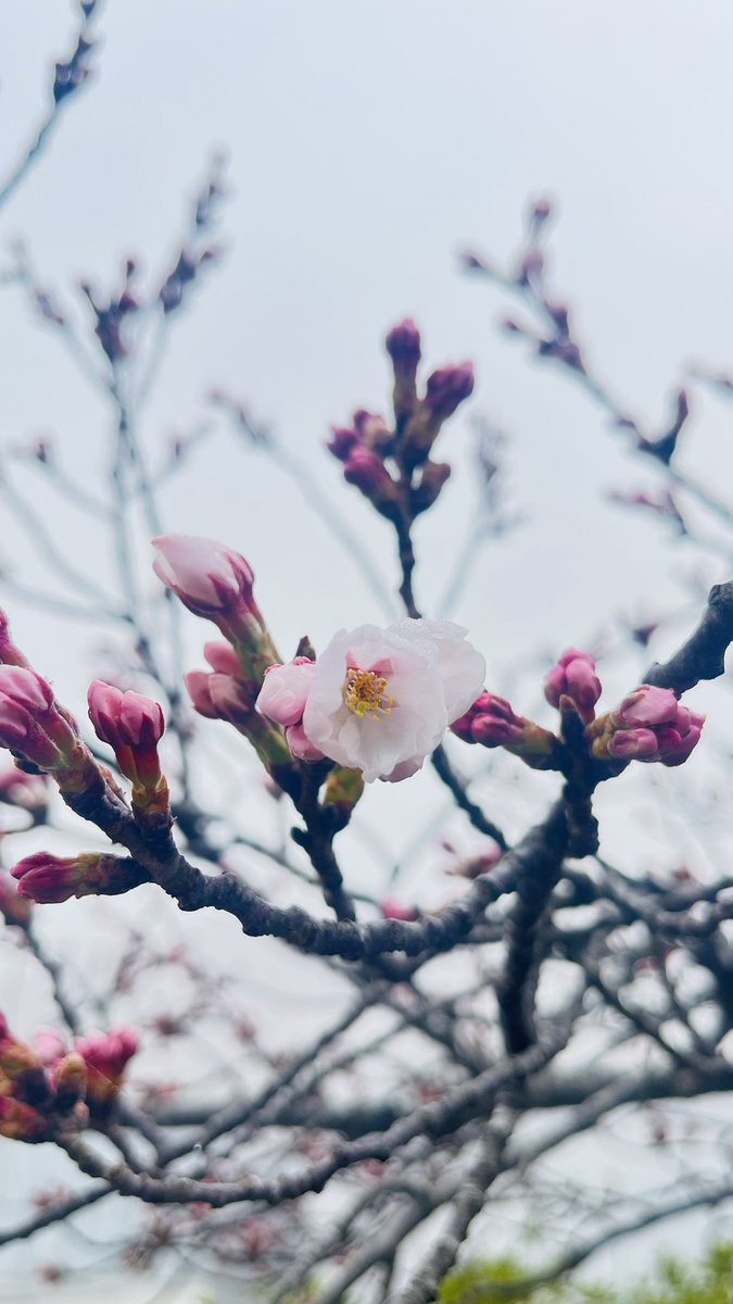 𝐦𝐚𝐬𝐚❝ 悠々とマイペース tweet media