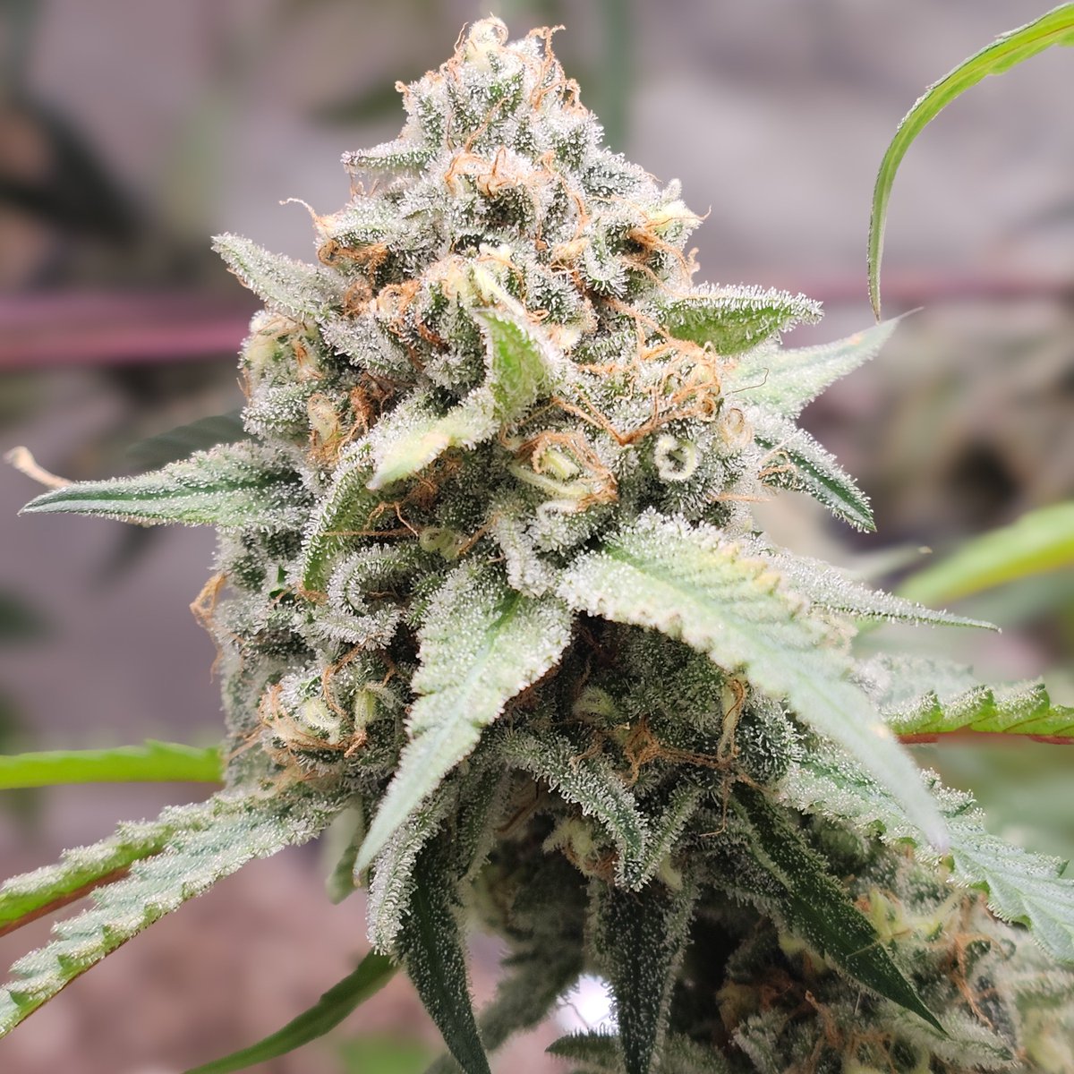 PsillyRabbit Genetics tweet media