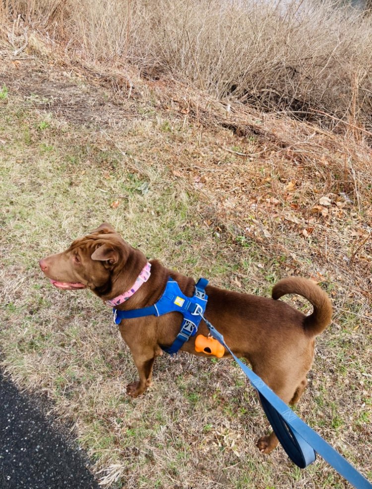 cwelker's tweet photo. @ifudontlike2bad My shelter dog is also named Toffee. She's a shar pei mix. https://t.co/ewqjDohLhP