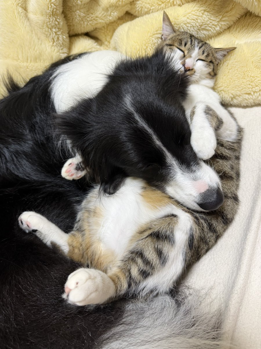 ボーダーコリーしずく tweet media