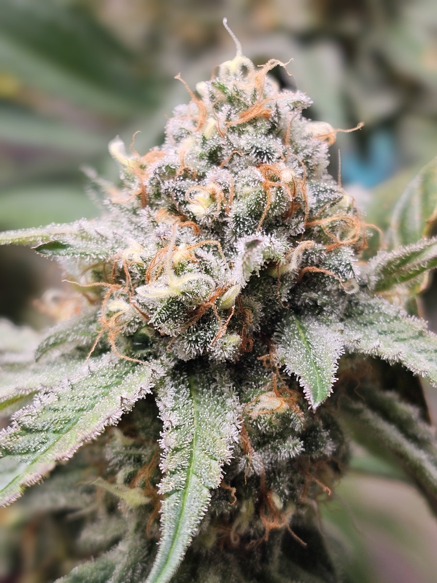 PsillyRabbit Genetics tweet media