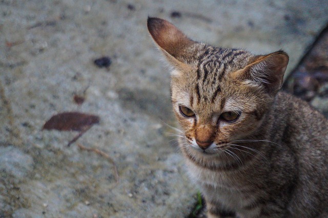 Angela Simmons tweet media