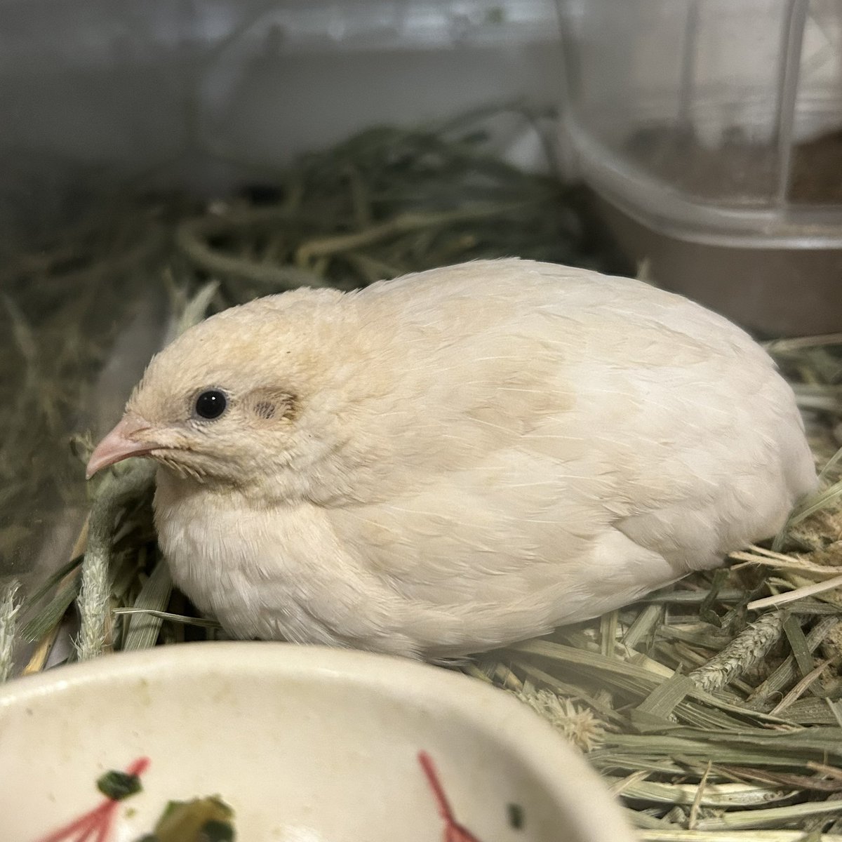 ぶんぶかかぽ tweet media