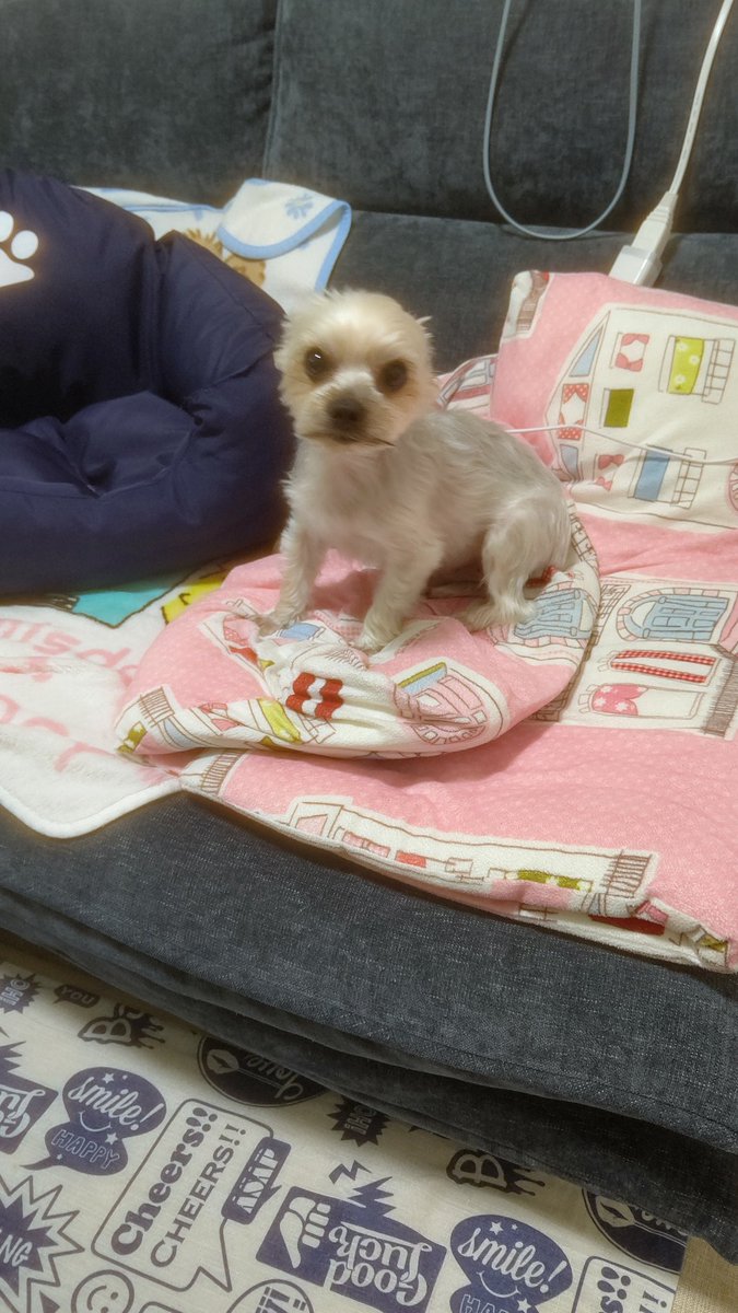 玲 (@deadendghost) on Twitter photo 