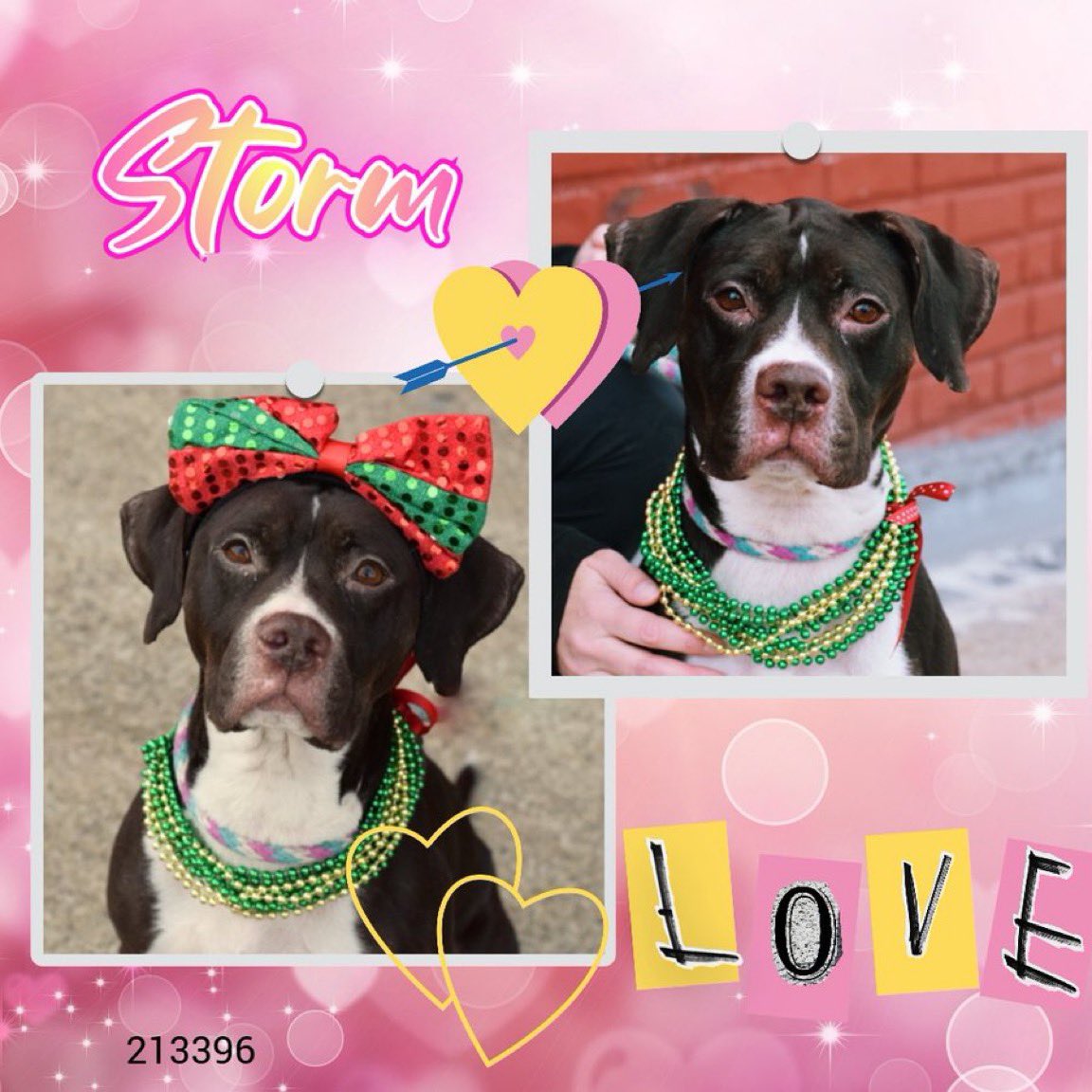 Moishe's Mom tweet media