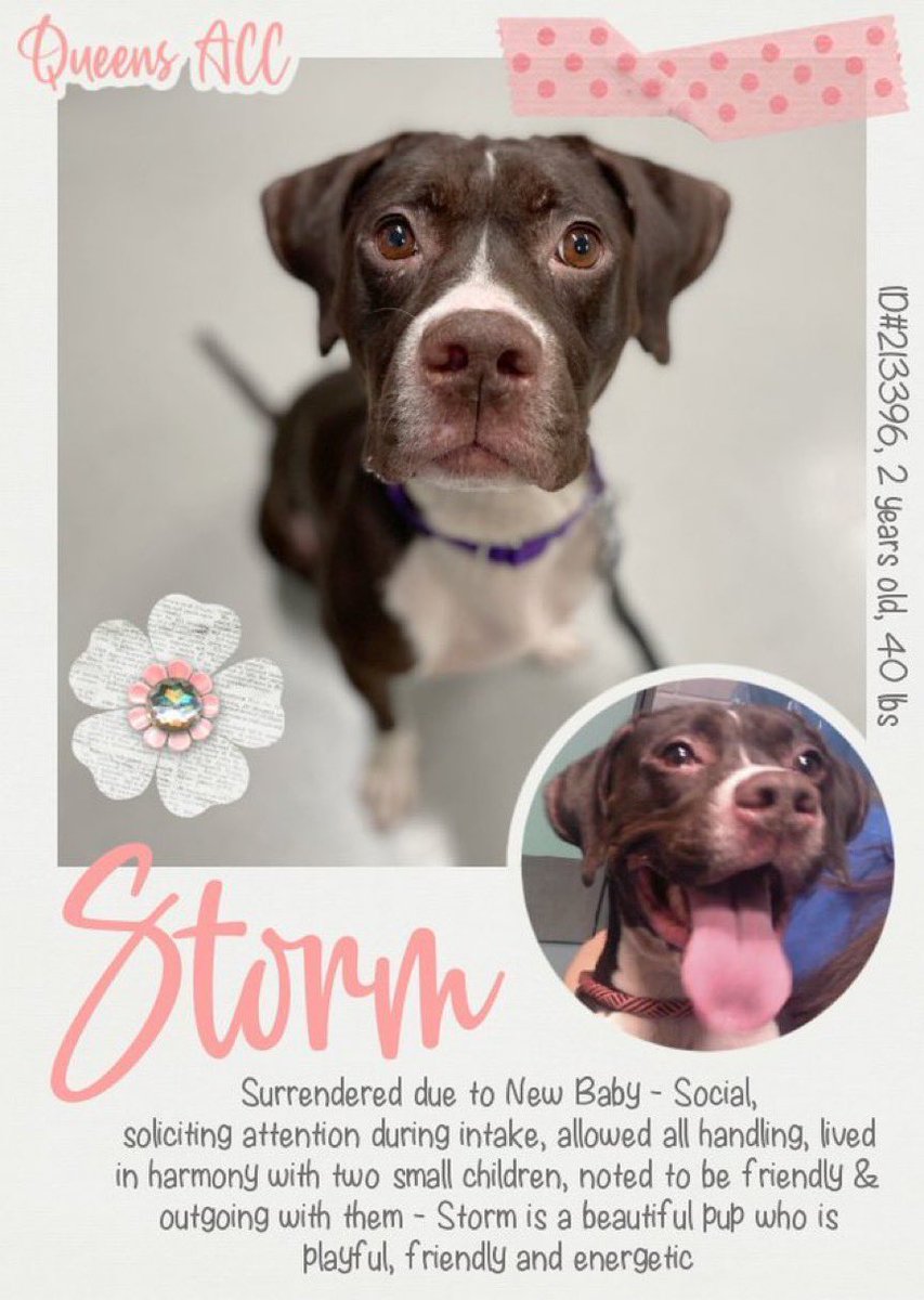 Moishe's Mom tweet media