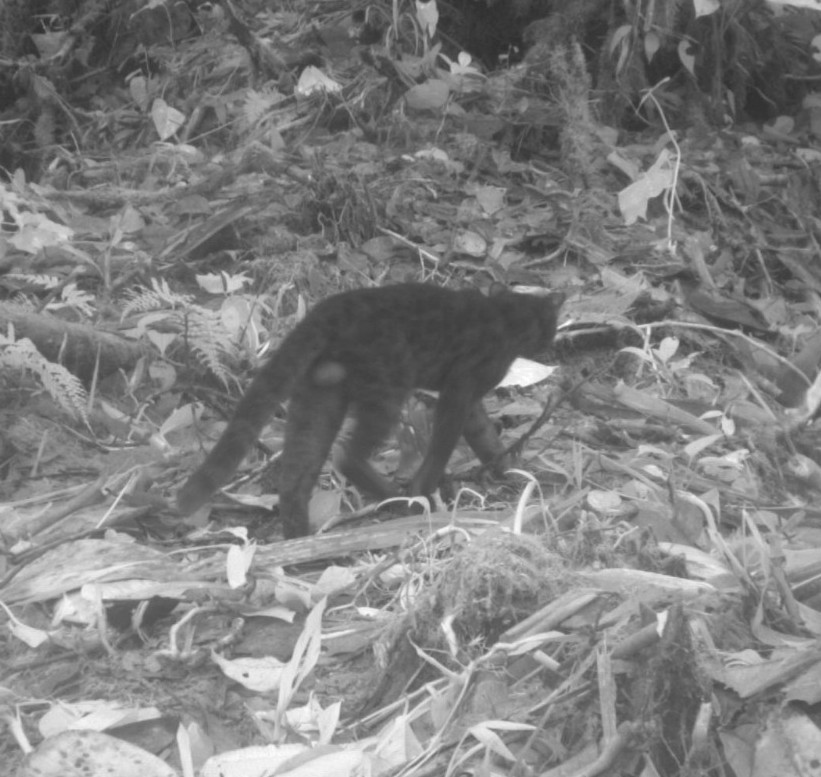 ClaudioMonteza's tweet photo. Registro más oriental del tigrillo nebuloso Leopardus pardinoides oncilla (Carnivora: Felidae) de la cordillera… https://t.co/Jiu9E5xa4V https://t.co/lbtjjwC5UD