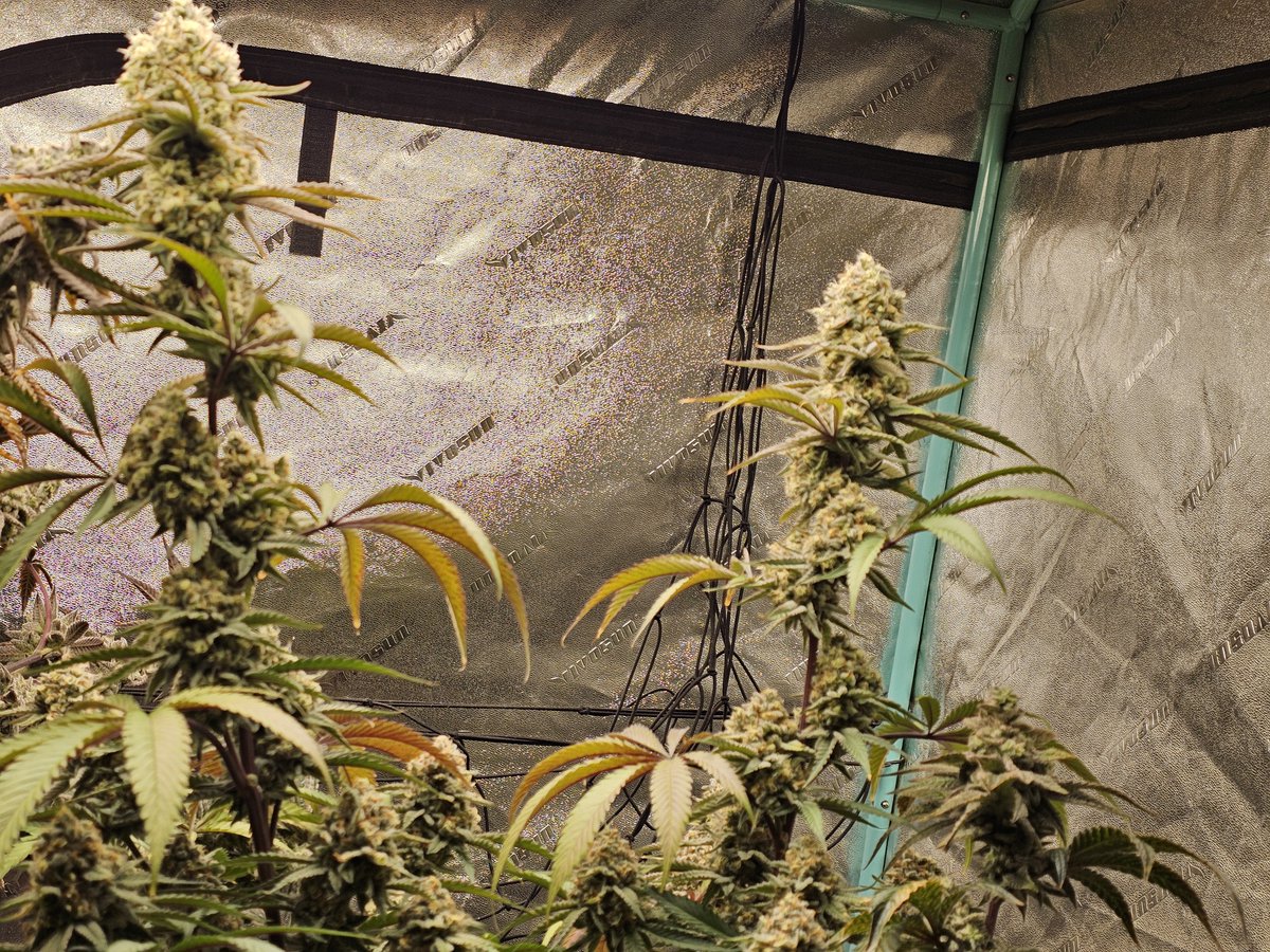 PsillyRabbit Genetics tweet media