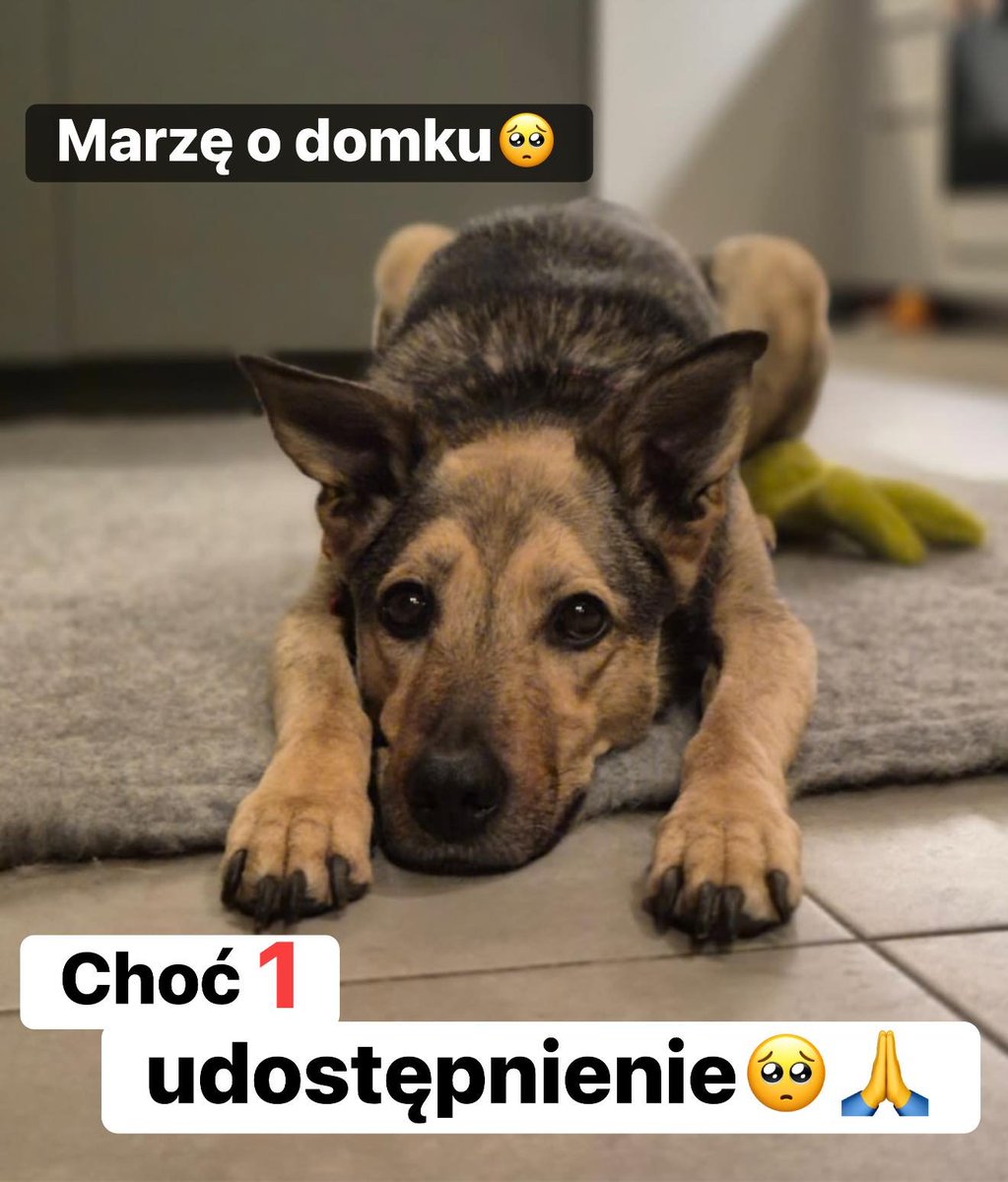 AnnaSernawit's tweet photo. RUDI🐕🙏🏡🆘NIKT nawet NIE ZAPYTAŁ o Rudi😢Prosimy o pomoc w szukaniu domu dla niej🙏
Rudi przebywa w DT pod Warszawą.Urodzona w 2019 r, od 2022 r. w schronisku. To średniej wielkości prześliczna sunia,waży 19 kg.
Schronisko w Korabiewicach
☎️519-615-975
☎️797-383-090 (DT) https://t.co/ilsE9P8hIV