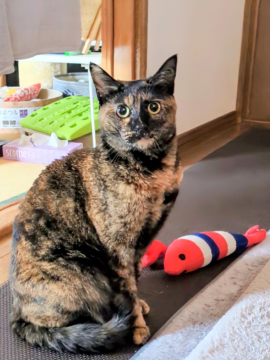 さび猫ボボちゃん tweet media