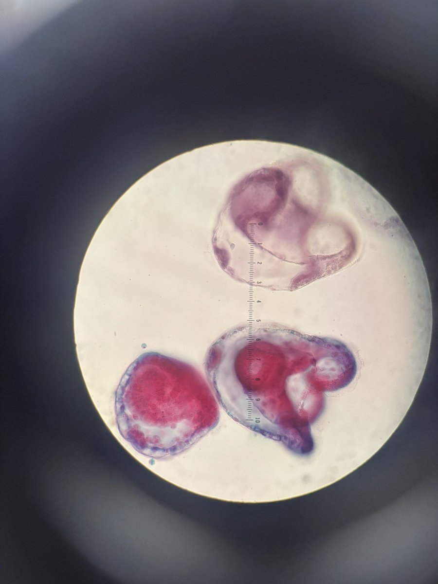 🦭ella tweet media