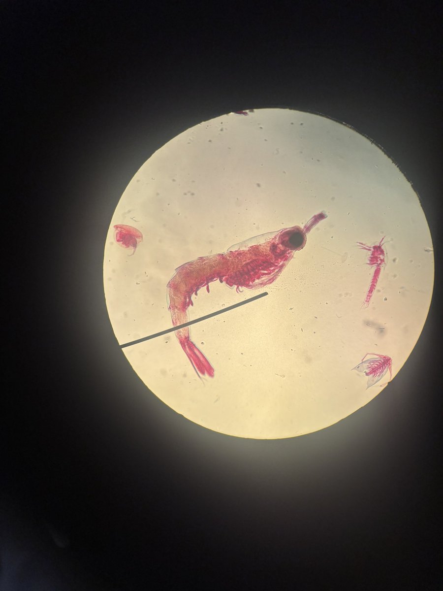 🦭ella tweet media