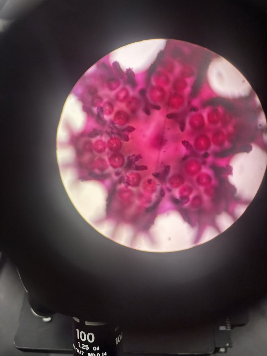 🦭ella tweet media